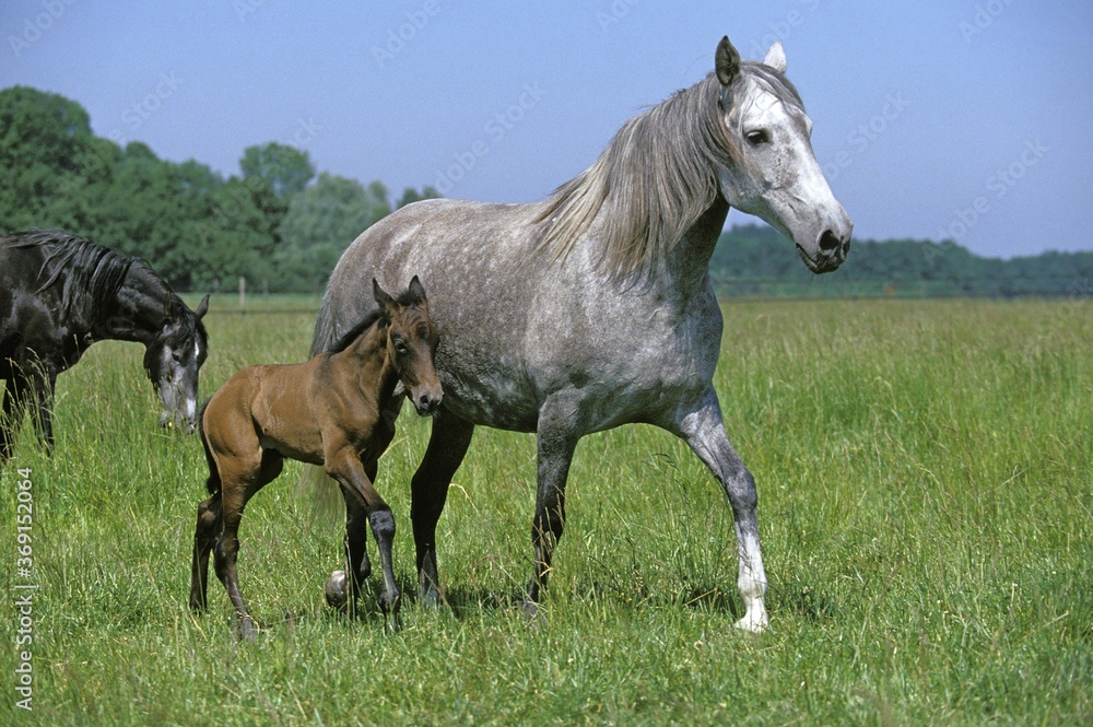 LUSITANO HORSE, MARE AND FOAL WALKING THROUGH MEADOW LUSITANO HORSE, MARE AND FOAL WALKING THROUGH MEADOW