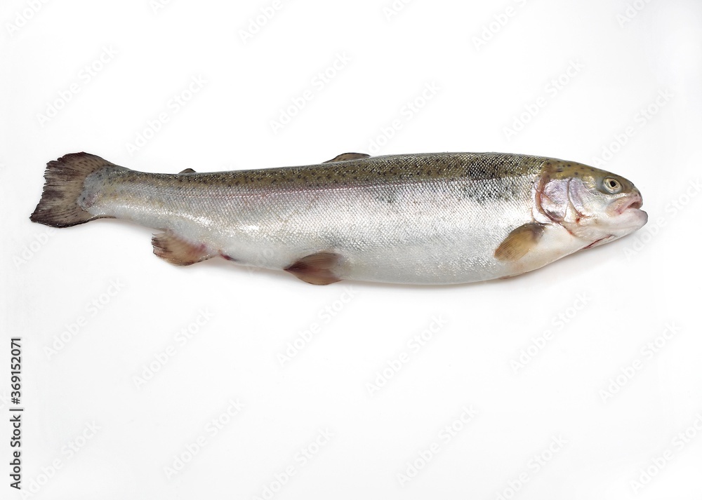 FRESH SEA TROUT salmo trutta trutta AGAINST WHITE BACKGROUND FRESH SEA TROUT salmo trutta trutta AGAINST WHITE BACKGROUND