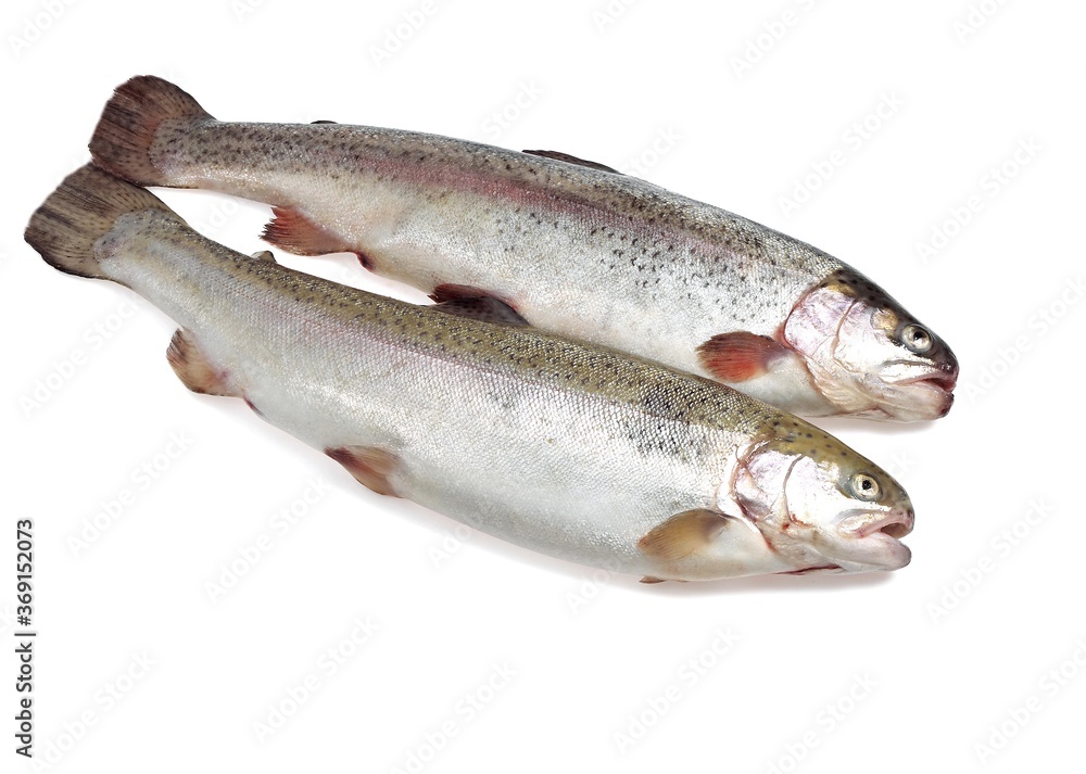 FRESH SEA TROUT salmo trutta trutta AGAINST WHITE BACKGROUND FRESH SEA TROUT salmo trutta trutta AGAINST WHITE BACKGROUND