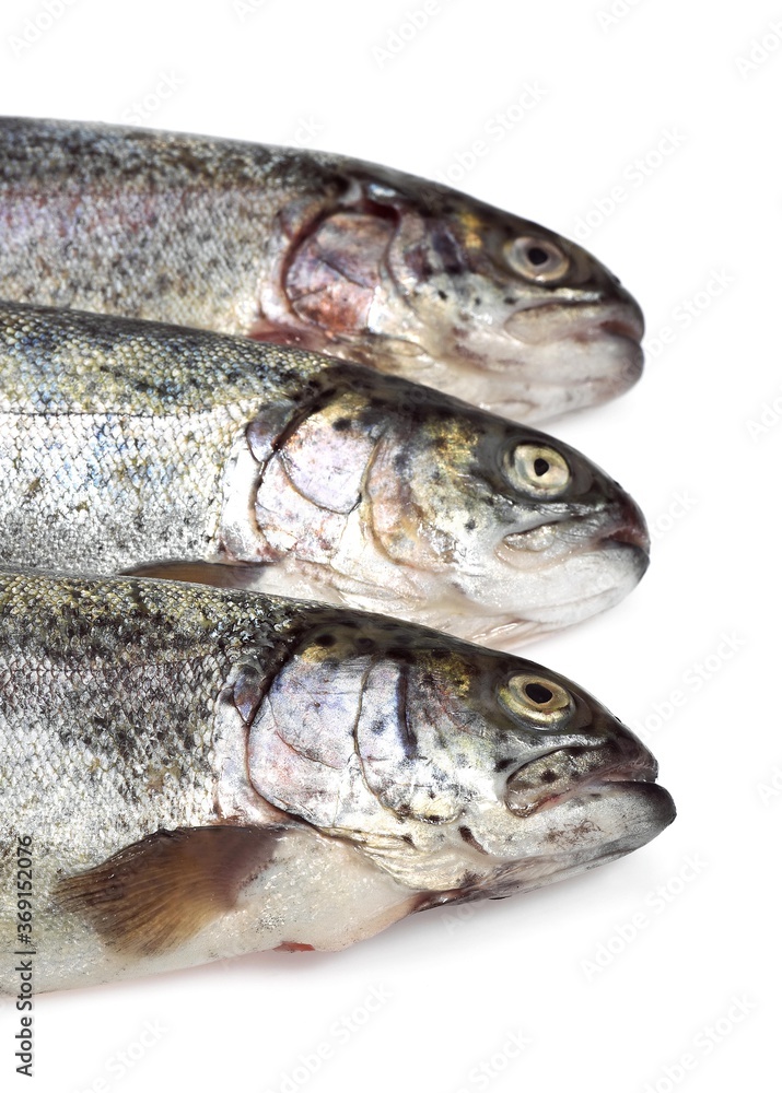 FRESH RAINBOW TROUT salmo gairdneri AGAINST WHITE BACKGROUND FRESH RAINBOW TROUT salmo gairdneri AGAINST WHITE BACKGROUND