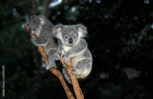 Canvas Print KOALA phascolarctos cinereus, ADULTS ON BRANCH, AUSTRALIA