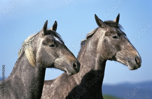 LIPIZZAN HORSE, HEAD CLOSE-UP OF ADULTS © slowmotiongli