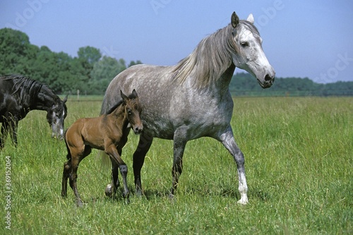 LUSITANO HORSE, MARE AND FOAL WALKING THROUGH MEADOW © slowmotiongli