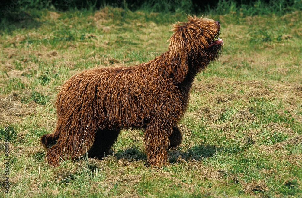 BARBET DOG, ADULT LOOKING UP