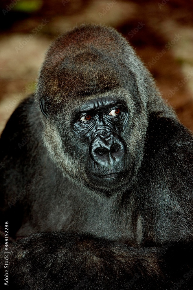 Obraz premium EASTERN LOWLAND GORILLA gorilla gorilla graueri, HEAD OF FEMALE