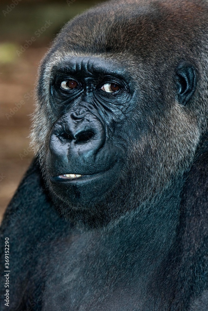 EASTERN LOWLAND GORILLA gorilla gorilla graueri EASTERN LOWLAND GORILLA gorilla gorilla graueri