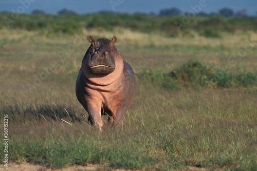 Fotografie, Tablou HIPPOPOTAMUS hippopotamus amphibius, MASAI MARA PARK IN KENYA