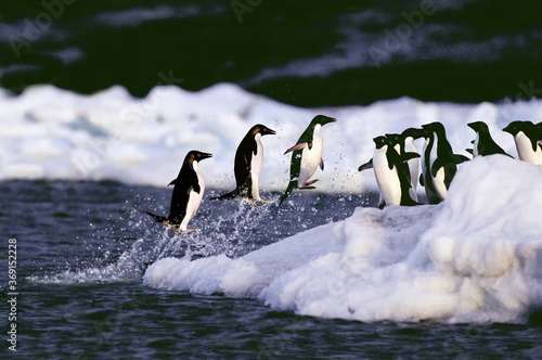 ADELIE PENGUIN pygoscelis adeliae, GROUP LEAPING OUT OF WATER, ANTARCTICA