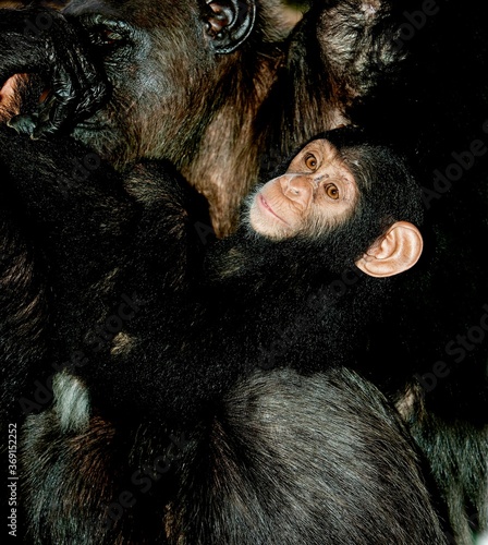Photography CHIMPANZEE pan troglodytes, FEMALE CARRYING YOUNG