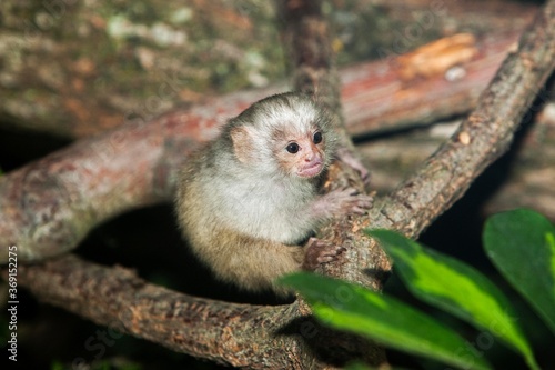 BABY SILVERY MARMOSET mico argentatus ON A BRANCH © slowmotiongli