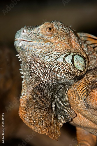 GREEN IGUANA iguana iguana  HEAD CLOSE-UP OF ADULT