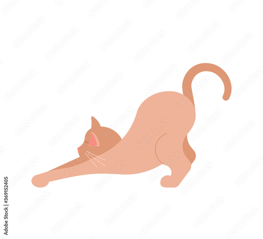 Funny brown cat Funny brown cat