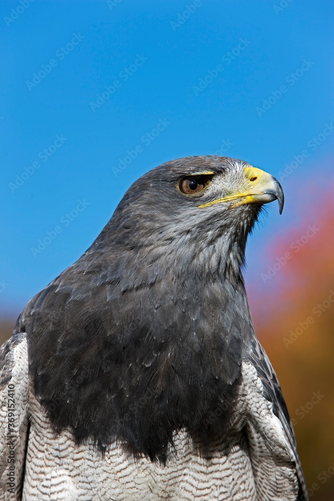 HEAD CLOSE-UP OF BLACK-CHESTED BUZZARD-EAGLE geranoaetus melanoleucus AGAINST BLUE SKY
