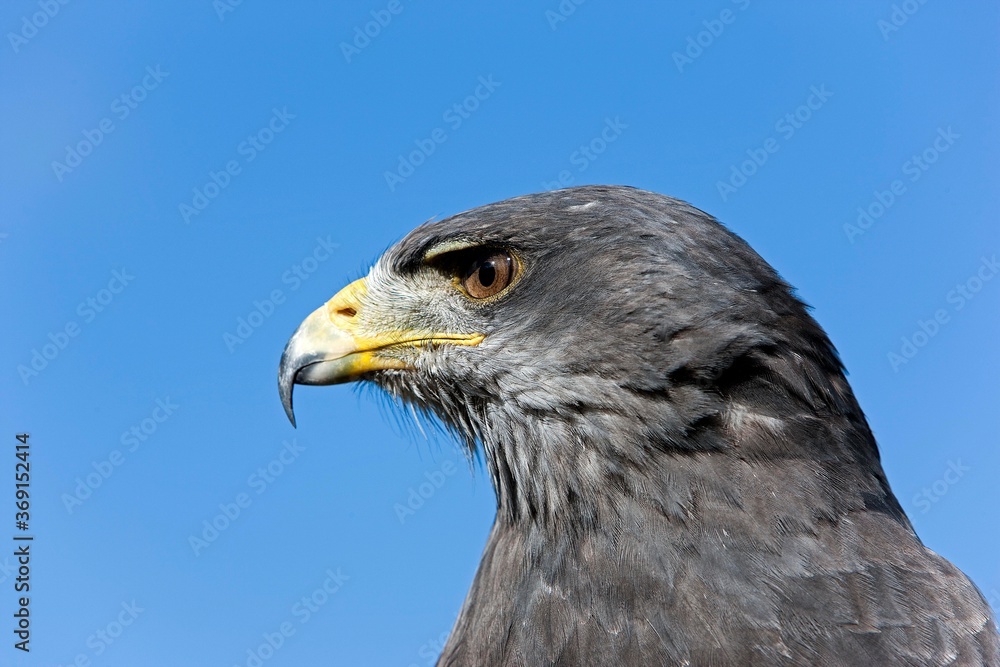 HEAD CLOSE-UP OF BLACK-CHESTED BUZZARD-EAGLE geranoaetus melanoleucus AGAINST A BLUE SKY HEAD CLOSE-UP OF BLACK-CHESTED BUZZARD-EAGLE geranoaetus melanoleucus AGAINST A BLUE SKY