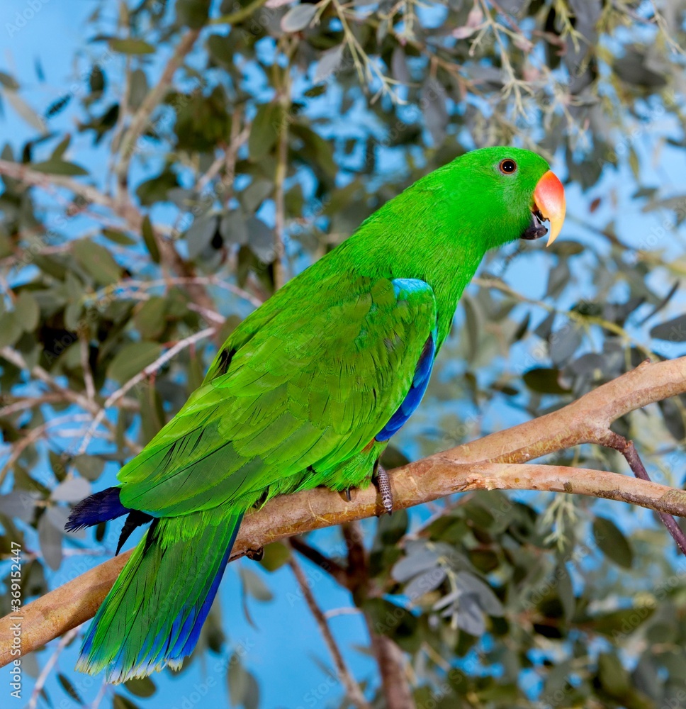 ECLECTUS PARROT eclectus roratus, MALE ON BRANCH ECLECTUS PARROT eclectus roratus, MALE ON BRANCH