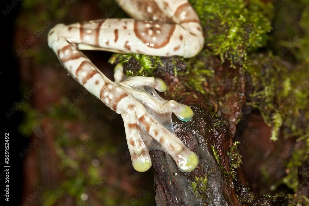 Naklejka premium Amazon Milk Frog, phrynohyas resinifictrix, Adult, Close-up of Leg