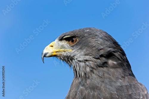 HEAD CLOSE-UP OF BLACK-CHESTED BUZZARD-EAGLE geranoaetus melanoleucus AGAINST A BLUE SKY