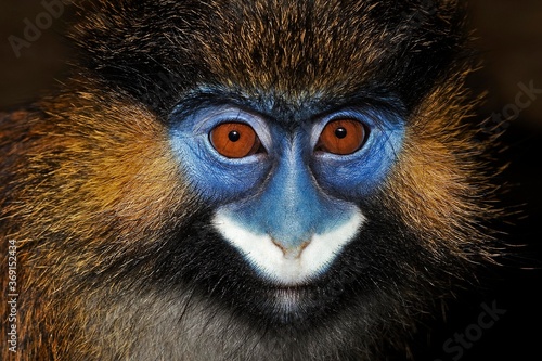 Photography HEAD CLOSE-UP OF MOUSTACHED MONKEY OR MUSTACHED MONKEY cercopithecus cephus