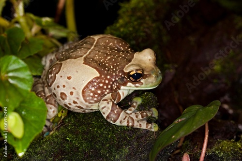 Amazon Milk Frog, phrynohyas resinifictrix, Adult standing on Moss photo