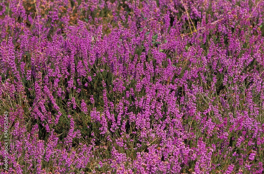 Naklejka premium HEATHER IN SOLOGNE, A FRENCH REGION