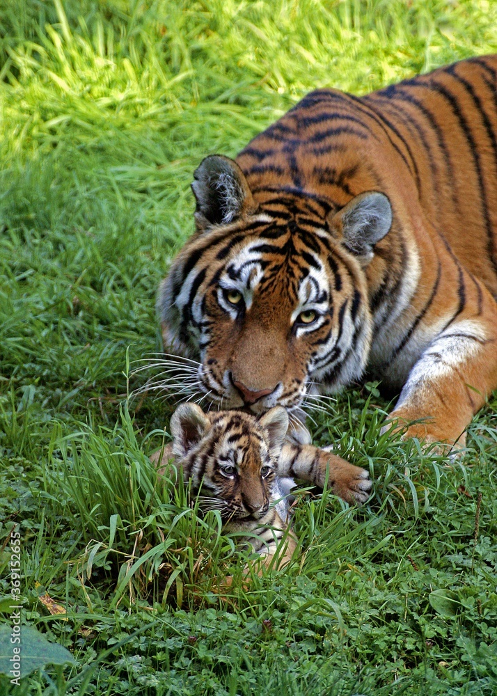 SIBERIAN TIGER panthera tigris altaica, MOTHER AND CUB SIBERIAN TIGER panthera tigris altaica, MOTHER AND CUB