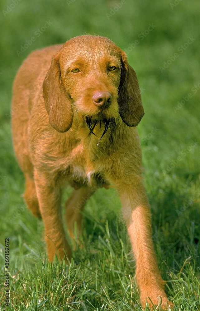 HUNGARIAN POINTER OR VIZSLA DOG HUNGARIAN POINTER OR VIZSLA DOG