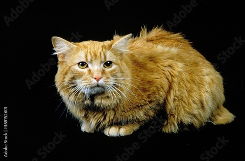 Εκτύπωση καμβά CYMRIC CAT, ADULT ON BLACK BACKGROUND