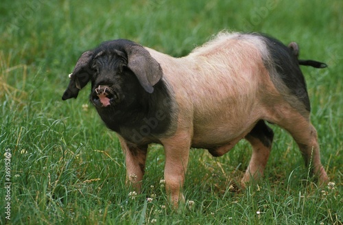 Valokuva BASQUE PIG, A FRENCH BREED