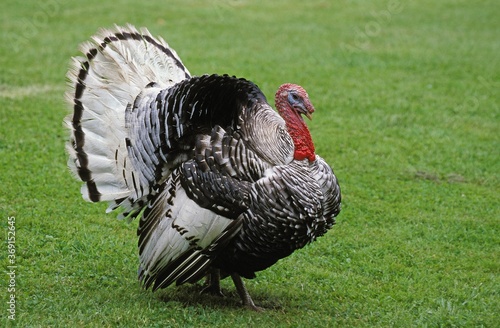 ROYAL TURKEY COCK DISPLAYING WITH THE TAIL FANNED OUT