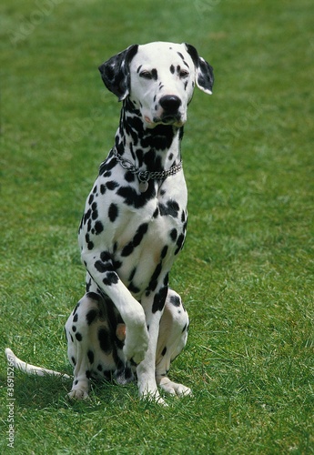 DALMATIAN DOG  MALE SITTING ON GRASS