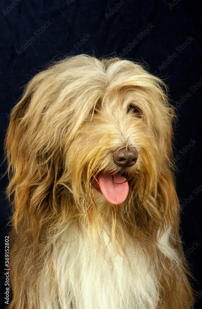 BEARDED COLLIE, HEAD OF ADULT AGAINST BLACK BACKGROUND