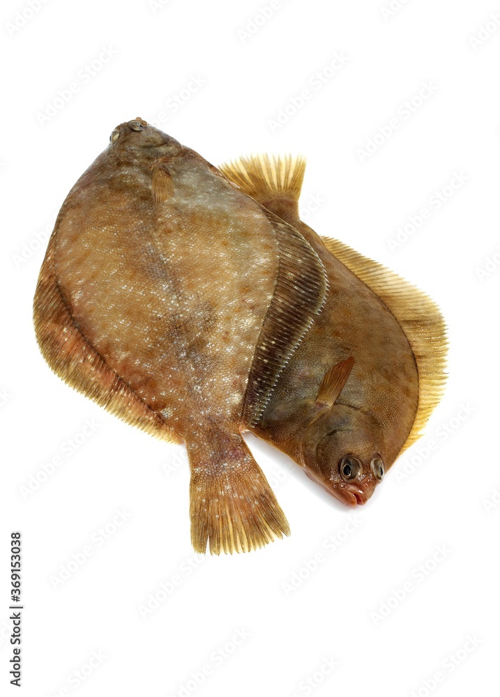 FRESH BRILL AGAINST WHITE BACKGROUND FRESH BRILL AGAINST WHITE BACKGROUND