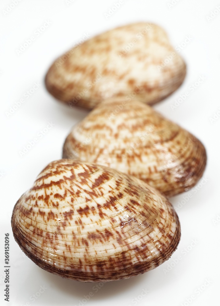 DOG COCKLE SHELL glycymeris glycymeris DOG COCKLE SHELL glycymeris glycymeris