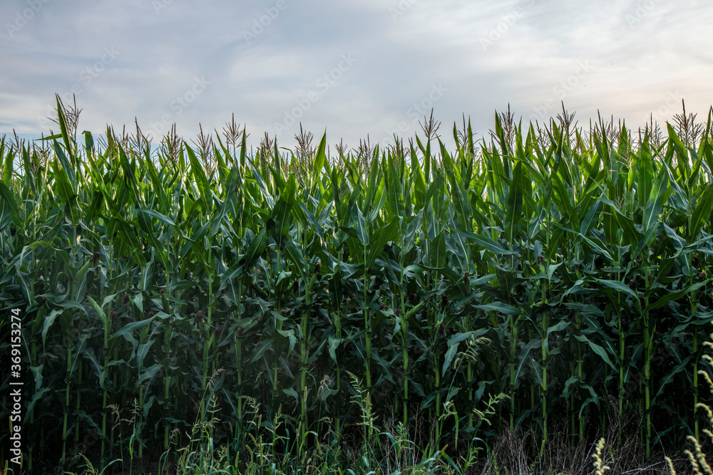 Fototapeta premium Green cornfield