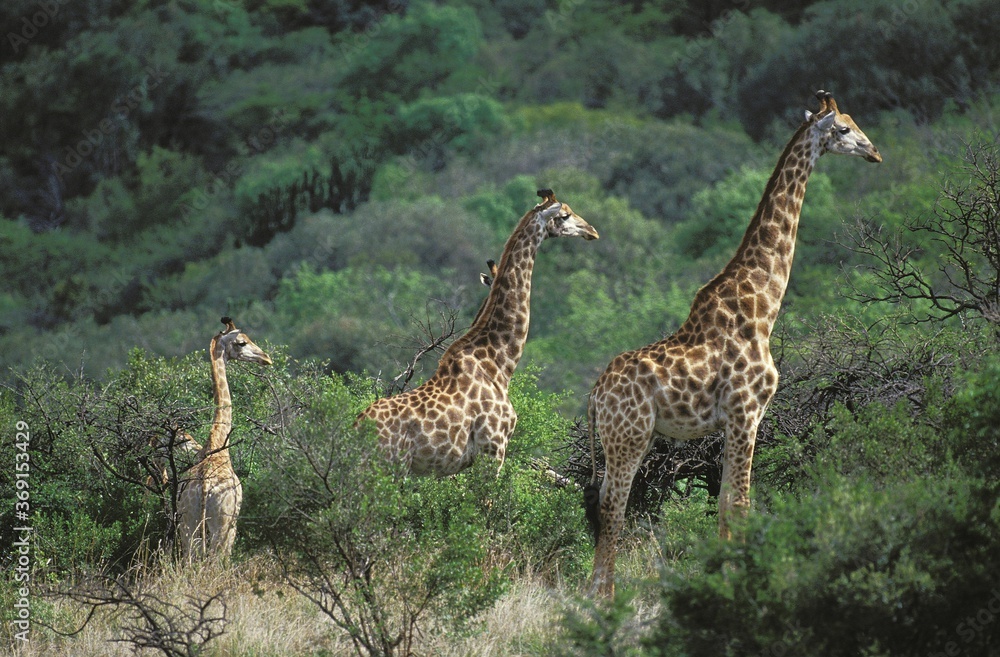 ROTHSCHILD'S GIRAFFE giraffa camelopardalis rothschildi, GROUPIN BUSH, KENYA ROTHSCHILD'S GIRAFFE giraffa camelopardalis rothschildi, GROUPIN BUSH, KENYA