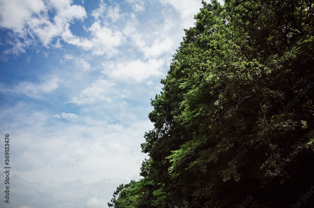 Obraz premium 森と空