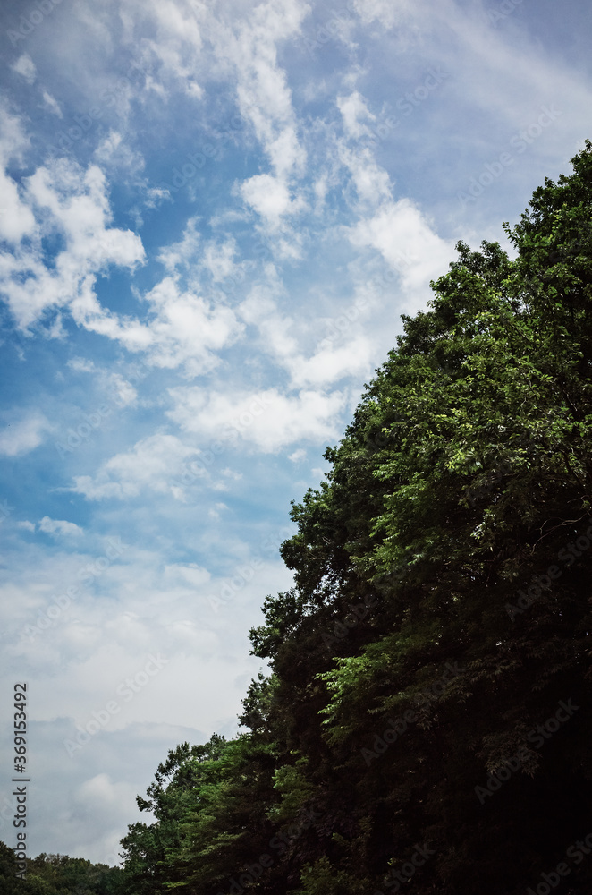 Obraz premium 森と空