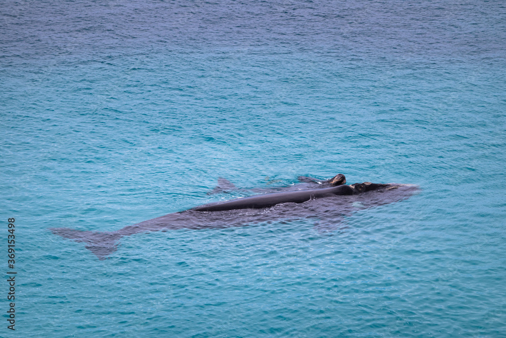 Obraz premium Southern right whales. Couple cow and calf swimming on the surface of the ocean. Isolated individuals. Nursing area at Head of Bight, Nullarbor, South Australia