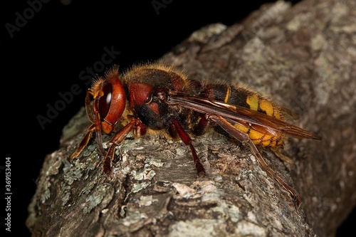 Hornet, vespa crabo, Adult standing on Branch, Normandy