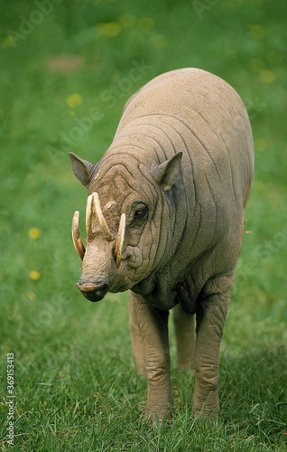 BABIRUSA babyrousa babyrussa, INDONESIA photo