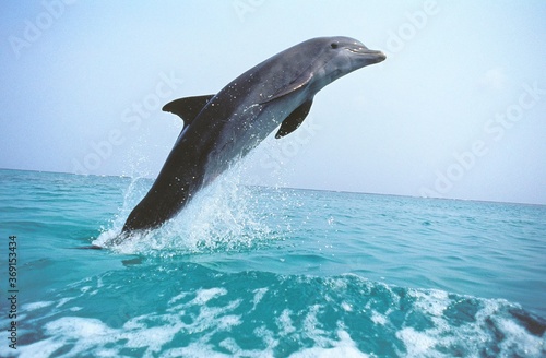 BOTTLENOSE DOLPHIN tursiops truncatus, ADULT LEAPING OUT OF WATER, HONDURAS