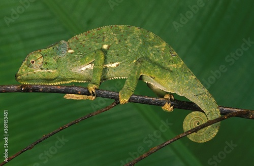 FLAP-NECKED CHAMELEON chamaeleo dilepis, ADULT ON BRANCH, MADAGASCAR photo