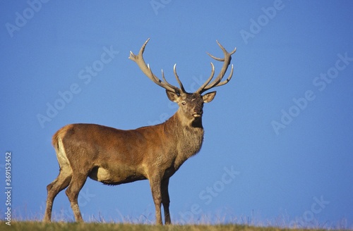 RED DEER cervus elaphus, MALE AGAINST BLUE SKY, FRANCE