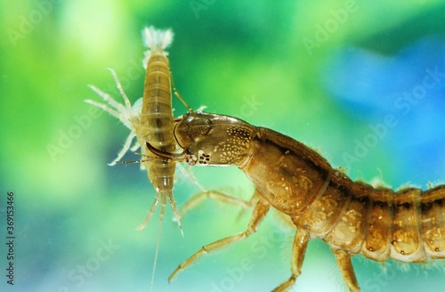 GREAT DIVING BEETLE dytiscus marginalis, LARVA FEEDING, FRANCE photo