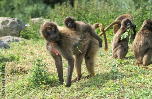 GELADA BABOON theropithecus gelada  FEMALE CARRYING YOUNG ON ITS BACK