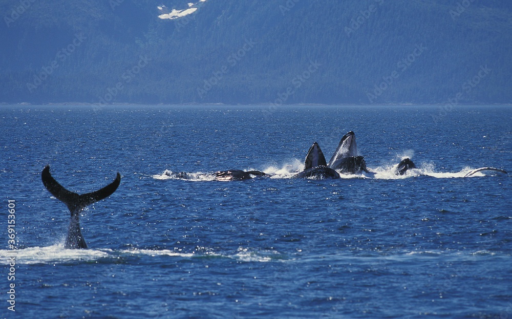 Fototapeta premium HUMPBACK WHALE megaptera novaeangliae, GROUP DOING A CIRCLE TO CATCH KRILL, ALASKA