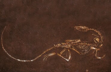 FOSSIL OF DINOSAUR coelophysis bauri