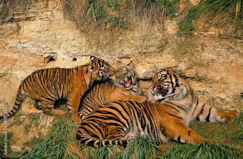 SUMATRAN TIGER panthera tigris sumatrae  FEMALE WITH TWO CUBS