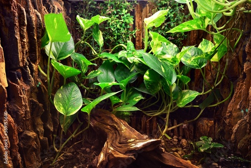 Obraz na płótnie Zoo display, terrarium with colorful plants and tree logs close-up