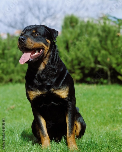 ROTTWEILER DOG, ADULT SITTING ON GRASS